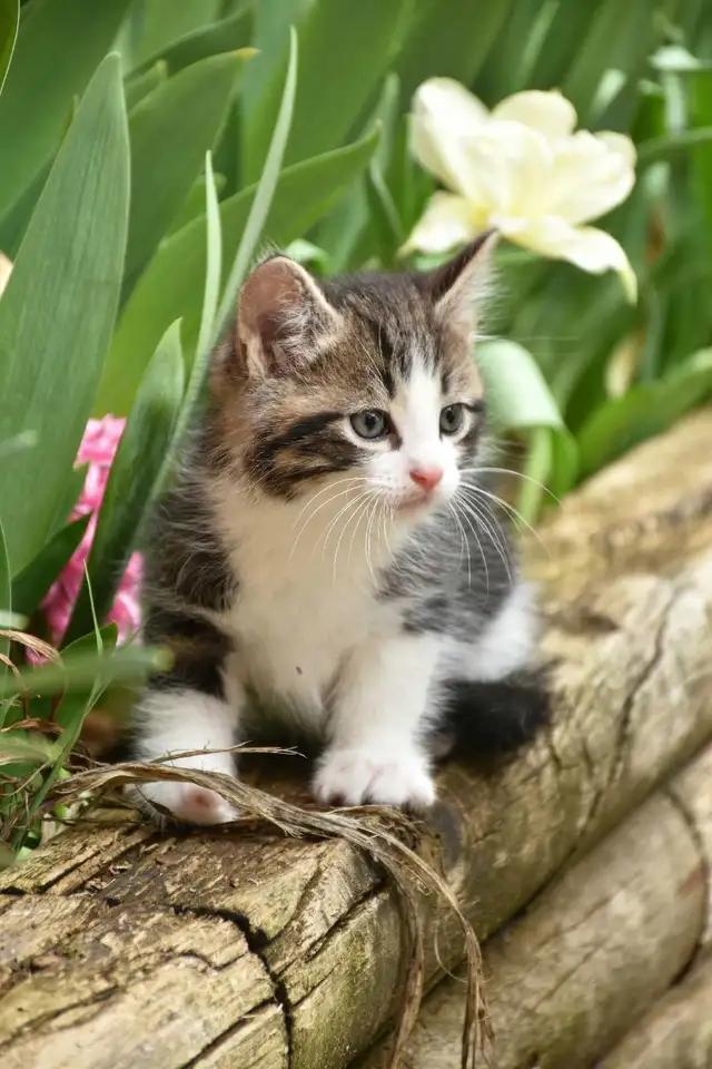 Kittens for sale - Photo 4