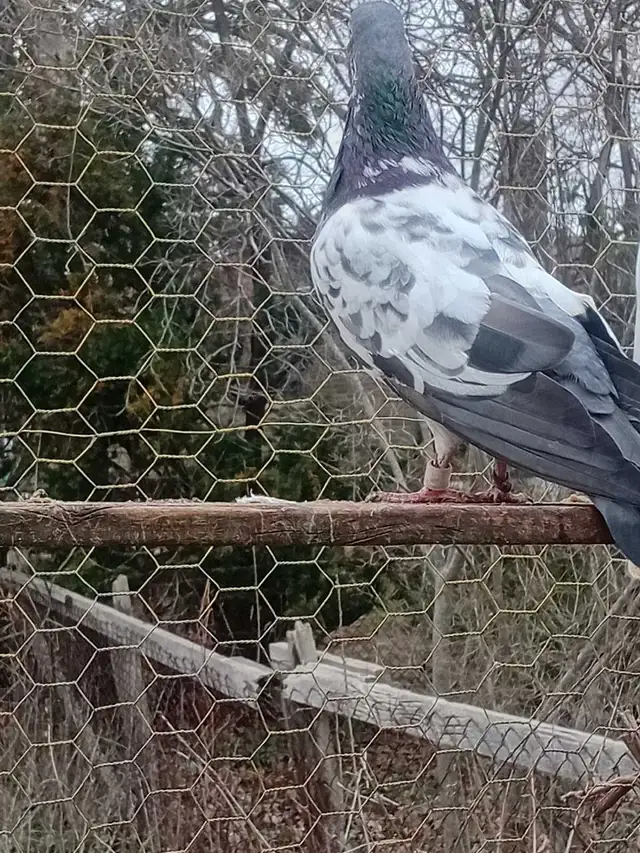 pakistani pigeon