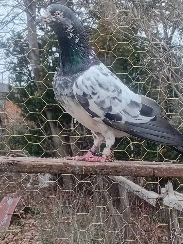 pakistani pigeon - Photo 2
