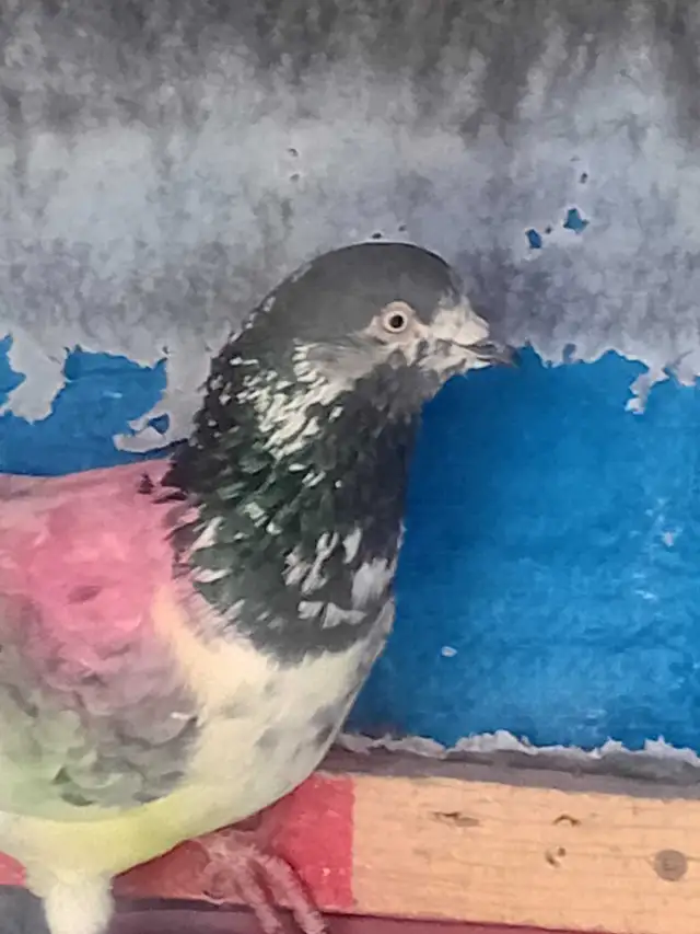 pakistani pigeon - Photo 5