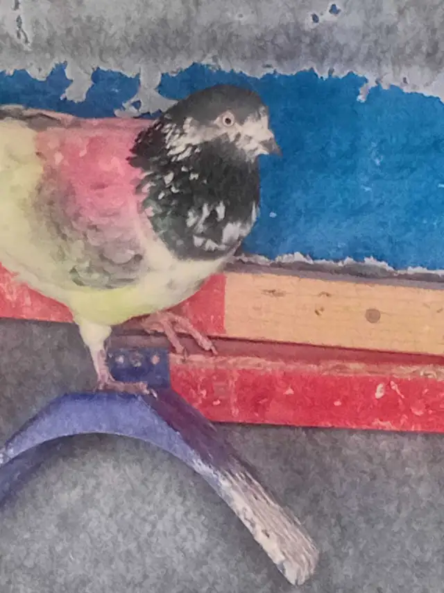 pakistani pigeon - Photo 7