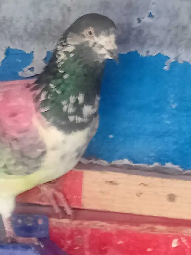 pakistani pigeon - Photo 8