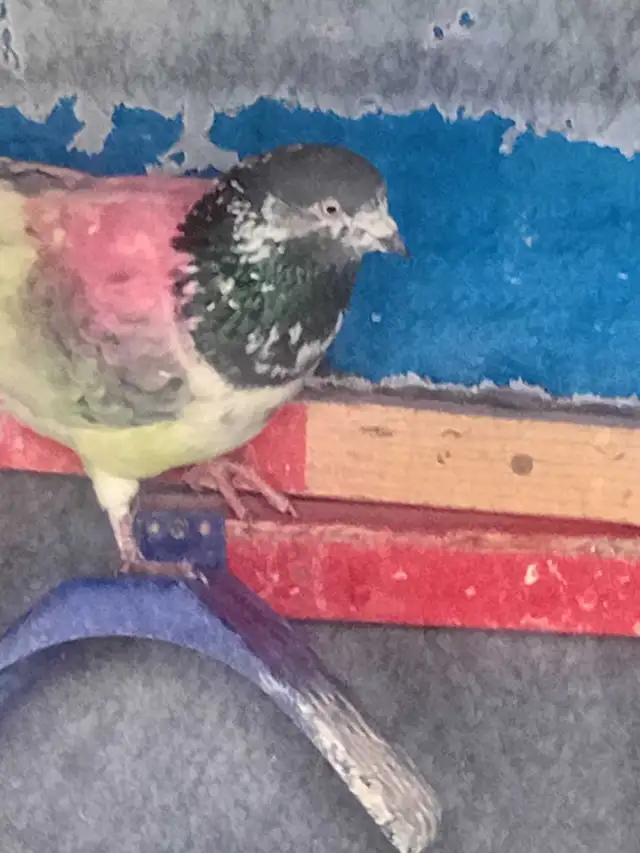 pakistani pigeon - Photo 9