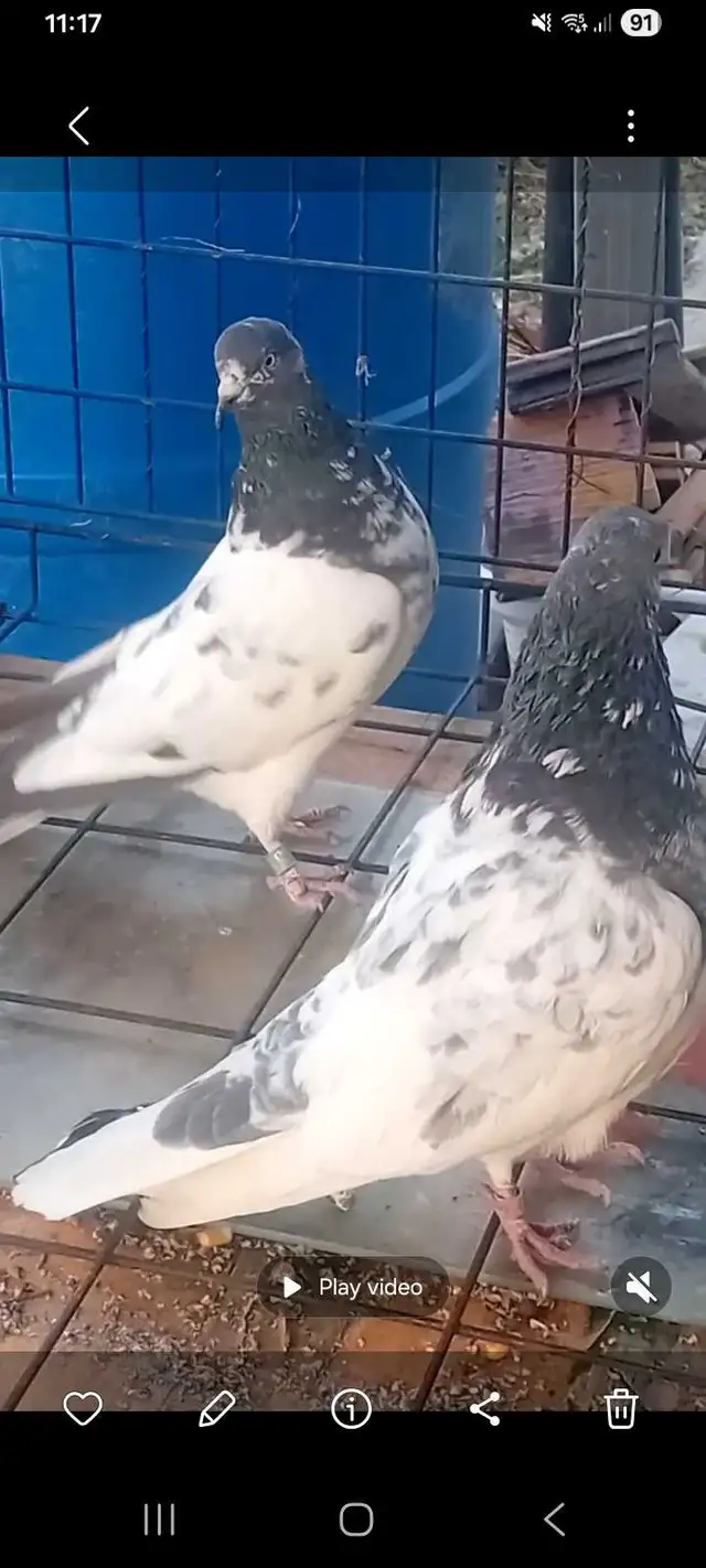 pakistani pigeons - Photo 2