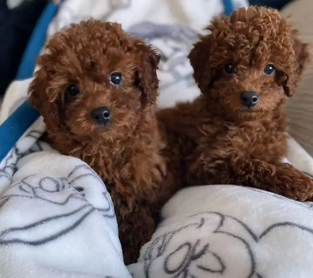 Red Toy Poodle Puppies Ready for Loving Homes