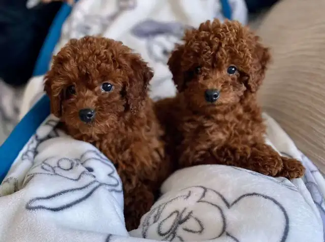 Red Toy Poodle Puppies Ready for Loving Homes - Photo 2