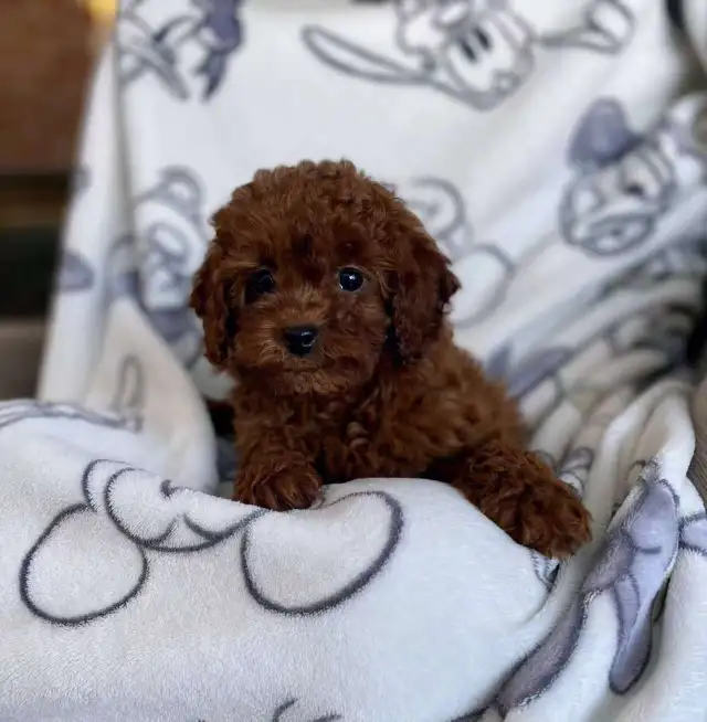 Red Toy Poodle Puppies Ready for Loving Homes - Photo 3
