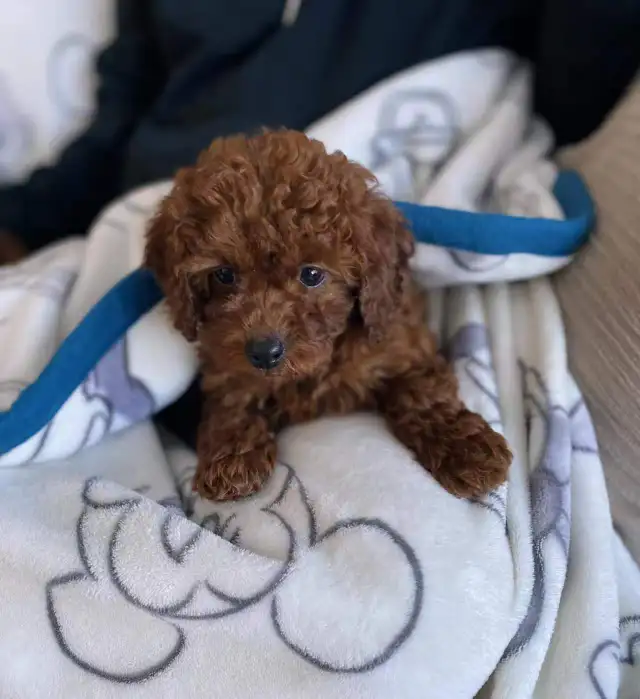Red Toy Poodle Puppies Ready for Loving Homes - Photo 4