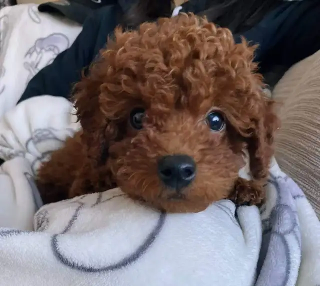 Red Toy Poodle Puppies Ready for Loving Homes - Photo 5