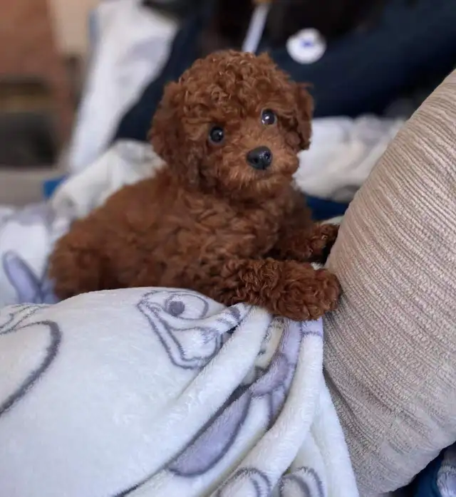 Red Toy Poodle Puppies Ready for Loving Homes - Photo 6