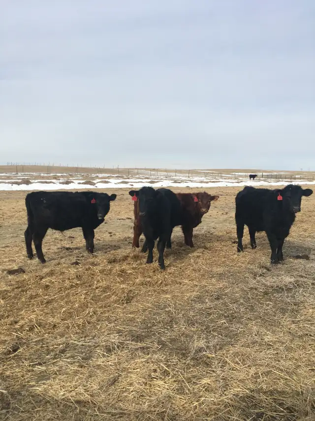 mixed farm worker - Photo 4