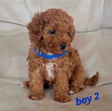 Purebred Toy/Miniature Poodle Puppies - Non Shedding