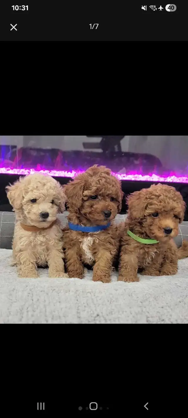 Purebred Toy/Miniature Poodle Puppies - Non Shedding - Photo 2