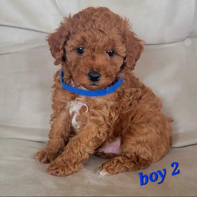 Purebred Toy/Miniature Poodle Puppies - Non Shedding - Photo 3