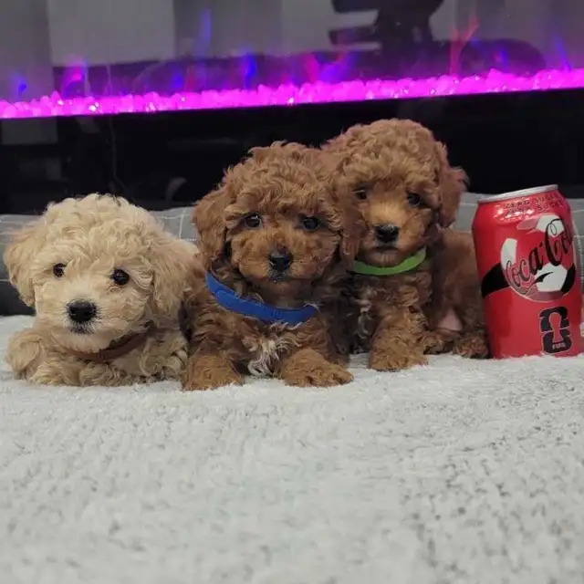 Purebred Toy/Miniature Poodle Puppies - Non Shedding - Photo 4