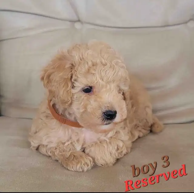 Purebred Toy/Miniature Poodle Puppies - Non Shedding - Photo 6