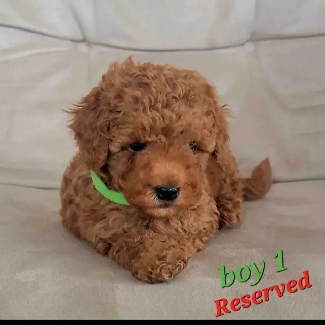 Purebred Toy/Miniature Poodle Puppies - Non Shedding - Photo 7