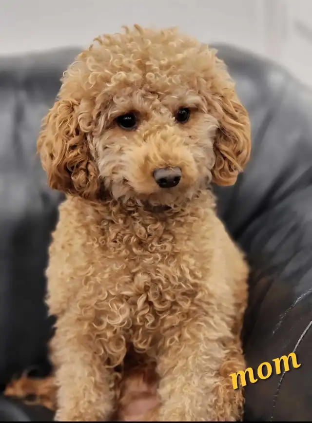 Purebred Toy/Miniature Poodle Puppies - Non Shedding - Photo 8