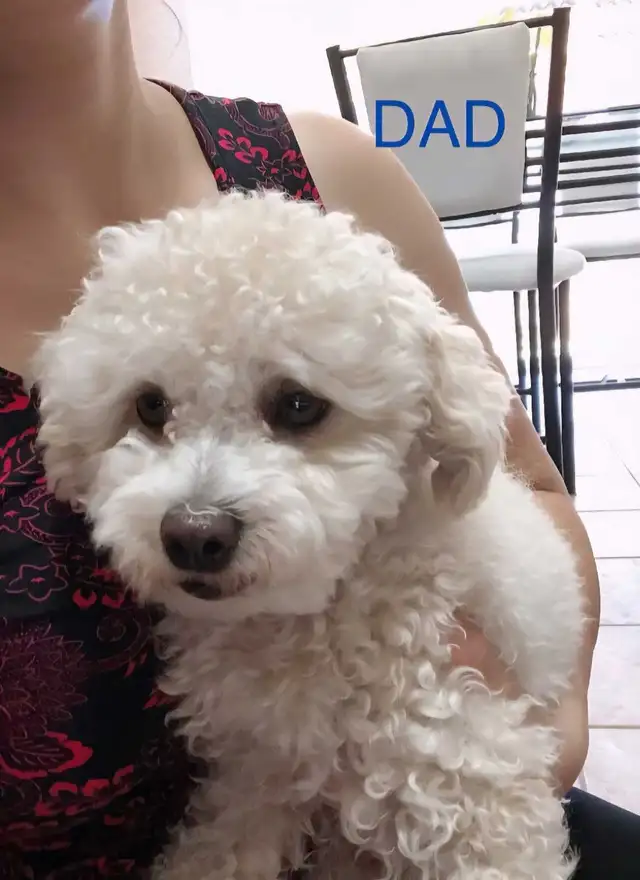 Purebred Toy/Miniature Poodle Puppies - Non Shedding - Photo 9