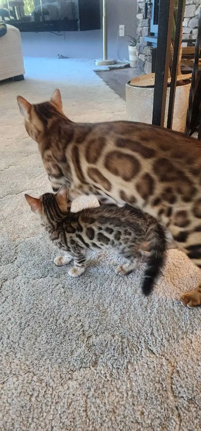 Bengal Kittens ( Rosettes on Gold) TICA registration