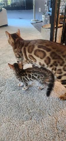 Bengal Kittens ( Rosettes on Gold) TICA registration