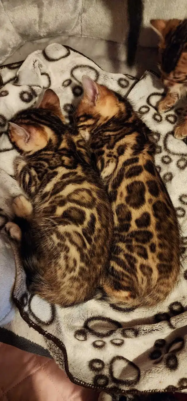 Bengal Kittens ( Rosettes on Gold) TICA registration - Photo 3