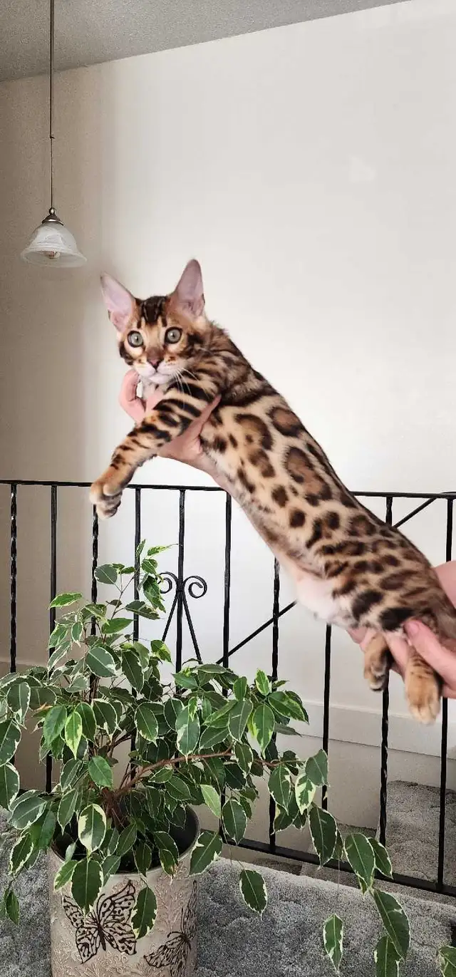 Bengal Kittens ( Rosettes on Gold) TICA registration - Photo 7