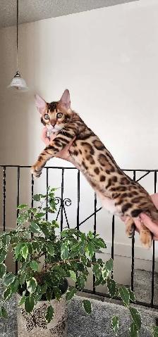 Bengal Kittens ( Rosettes on Gold) TICA registration - Photo 7