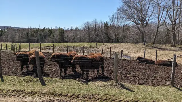 Pure Bred Red Angus Yearling Bulls for sale!