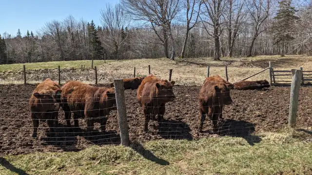 Pure Bred Red Angus Yearling Bulls for sale! - Photo 2