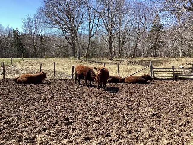 Pure Bred Red Angus Yearling Bulls for sale! - Photo 3