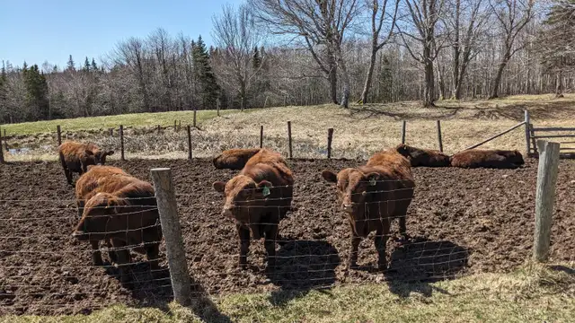 Pure Bred Red Angus Yearling Bulls for sale! - Photo 4