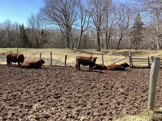 Pure Bred Red Angus Yearling Bulls for sale! - Photo 5