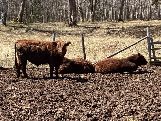 Pure Bred Red Angus Yearling Bulls for sale! - Photo 6