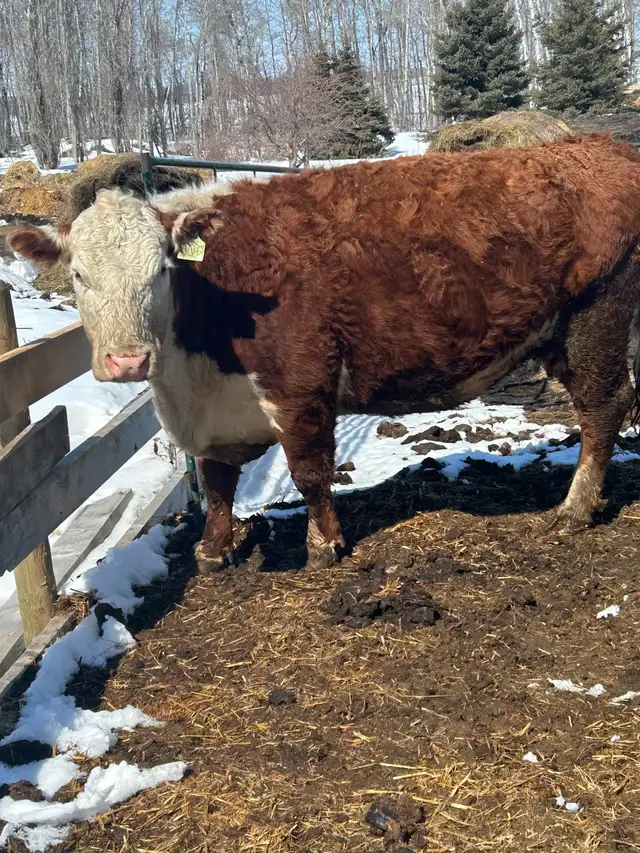 Registered Hereford Cow
