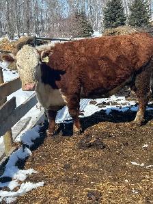 Registered Hereford Cow