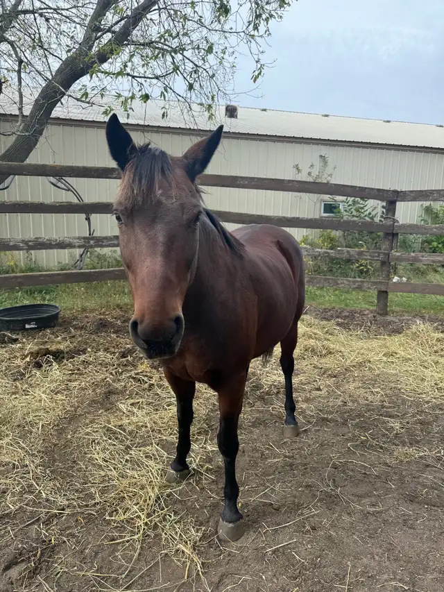welsh cob pony