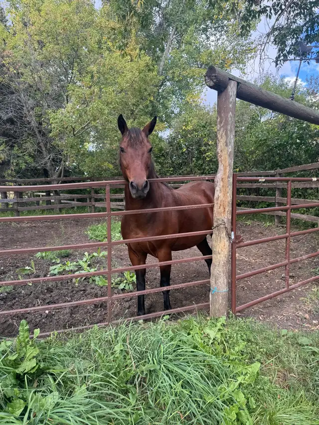 welsh cob pony - Photo 2