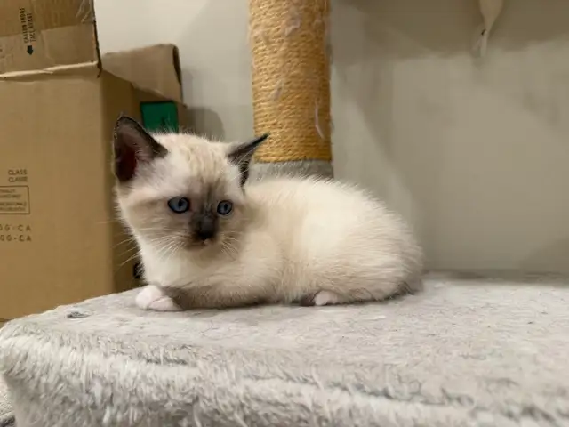 Siamiese X Ragdoll - Photo 2