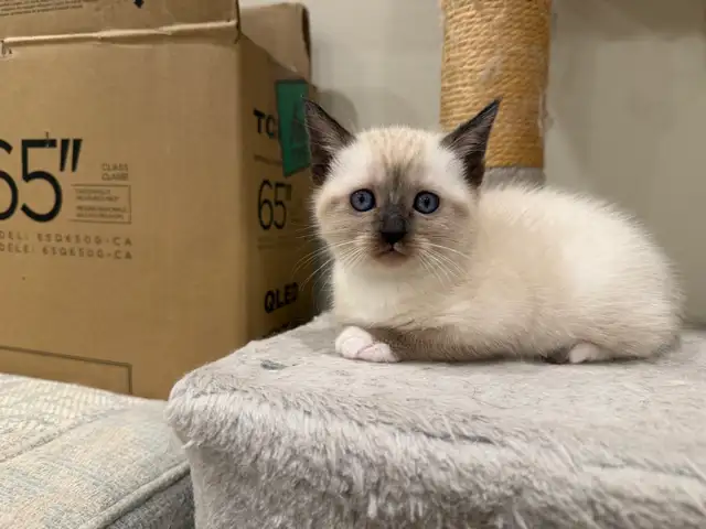 Siamiese X Ragdoll - Photo 3