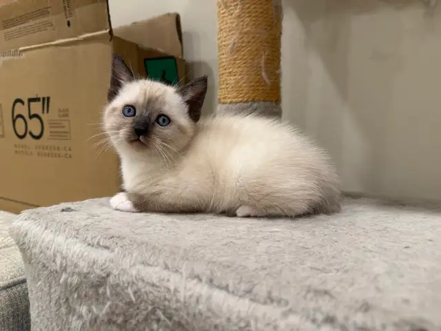 Siamiese X Ragdoll - Photo 4