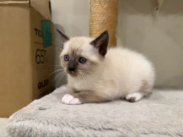 Siamiese X Ragdoll - Photo 5
