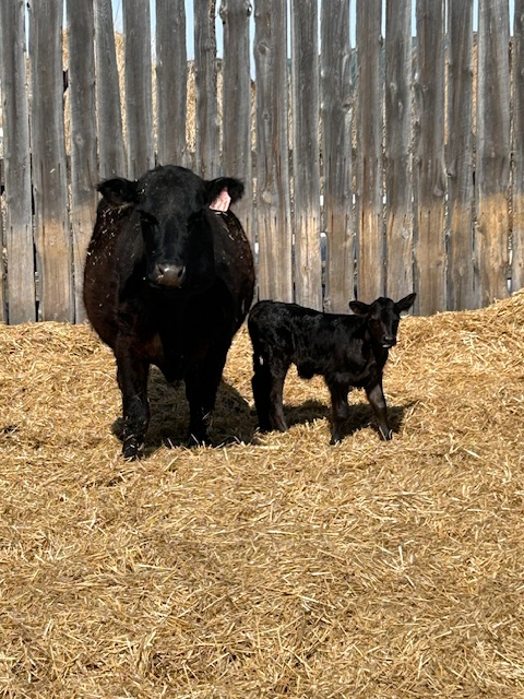 Cow-calf pair