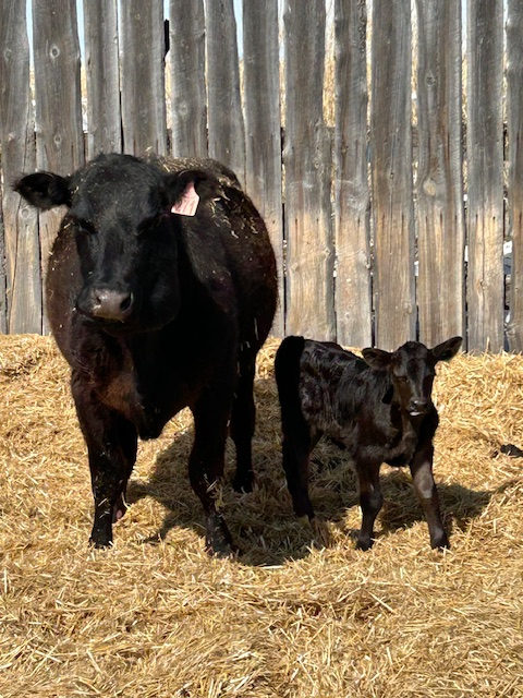 Cow-calf pair - Photo 2