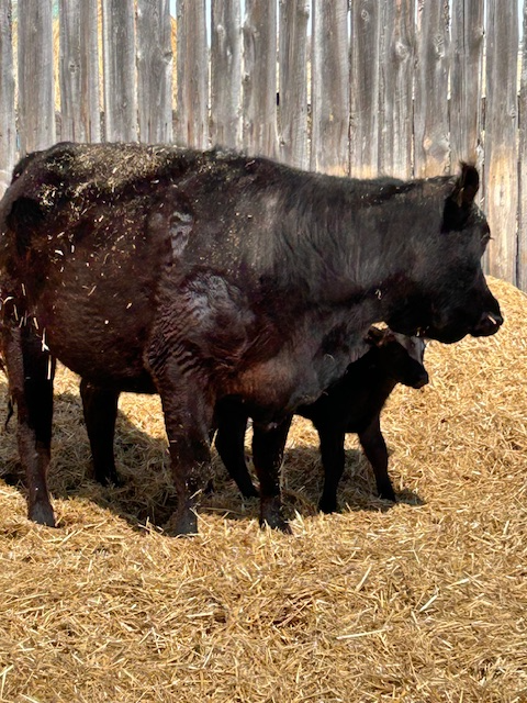 Cow-calf pair - Photo 3