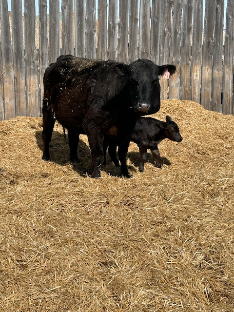 Cow-calf pair - Photo 4