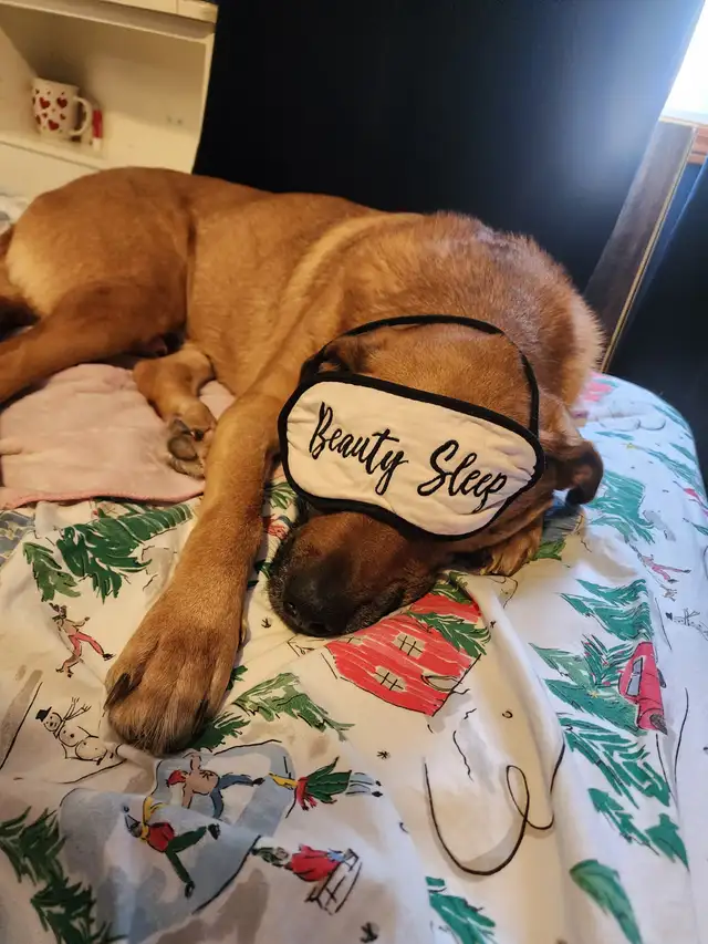 My well behaved dog & I are looking 4 a room 2 rent 4 a yr. - Photo 2