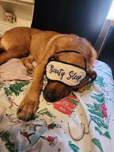 My well behaved dog & I are looking 4 a room 2 rent 4 a yr. - Photo 2