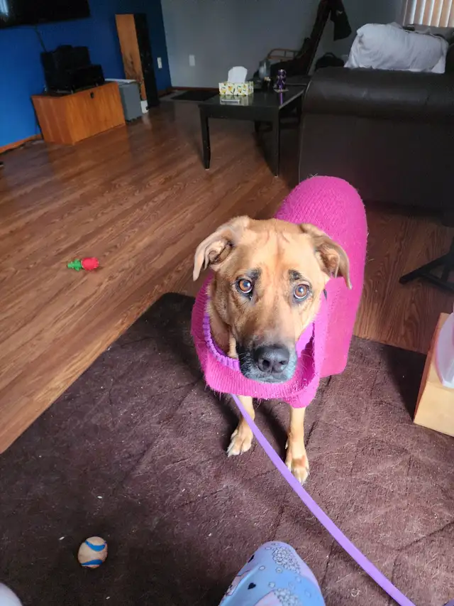 My well behaved dog & I are looking 4 a room 2 rent 4 a yr. - Photo 3