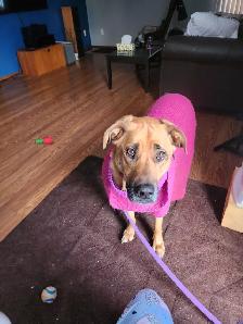 My well behaved dog & I are looking 4 a room 2 rent 4 a yr. - Photo 3